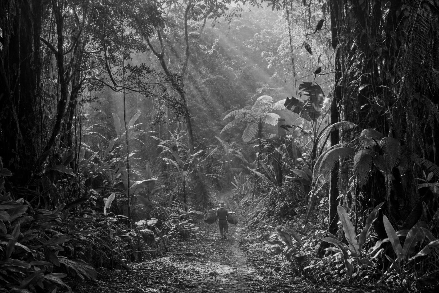 The rain-forest trail into the interior