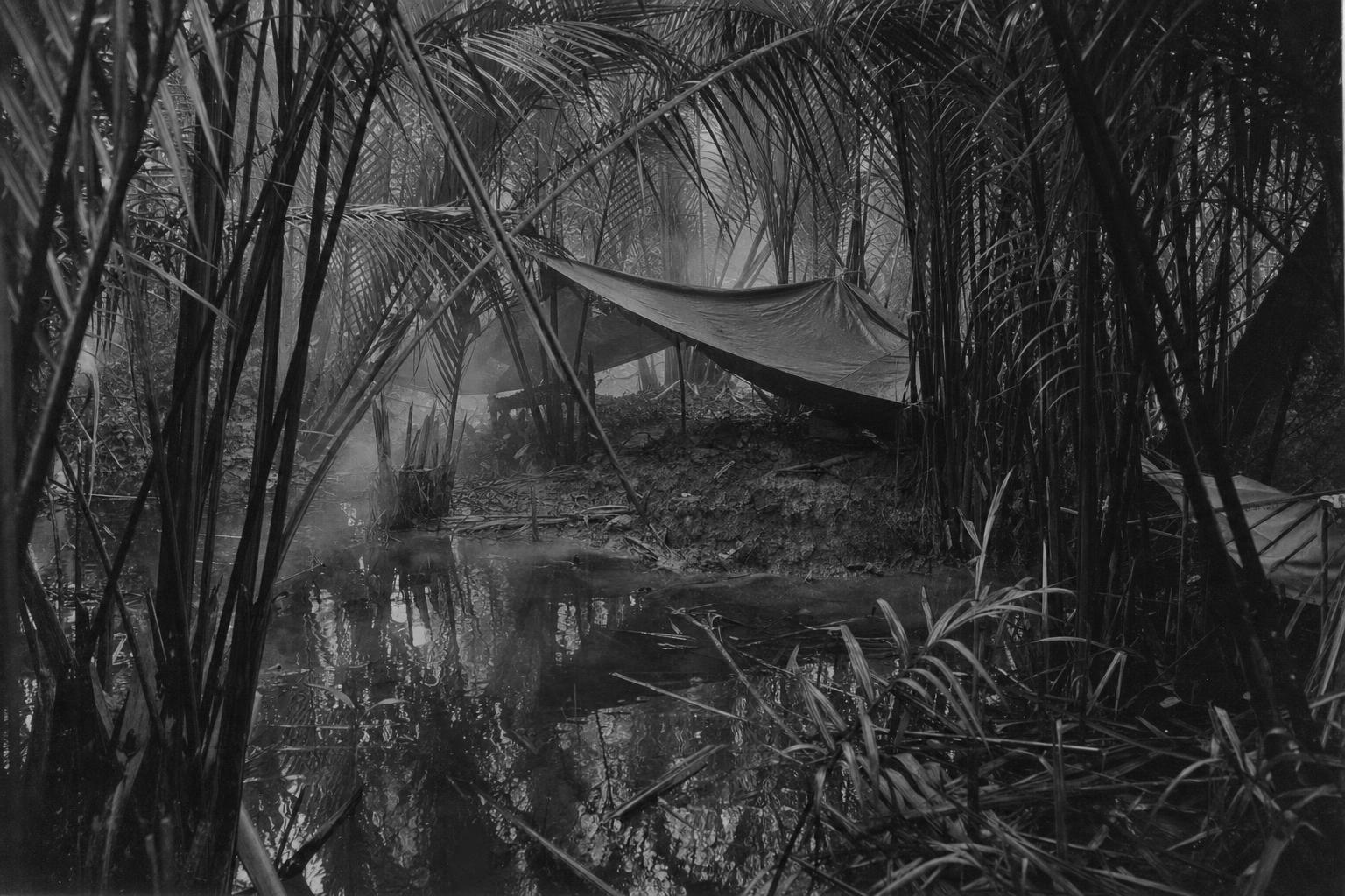 Hiding in the nipa swamp
