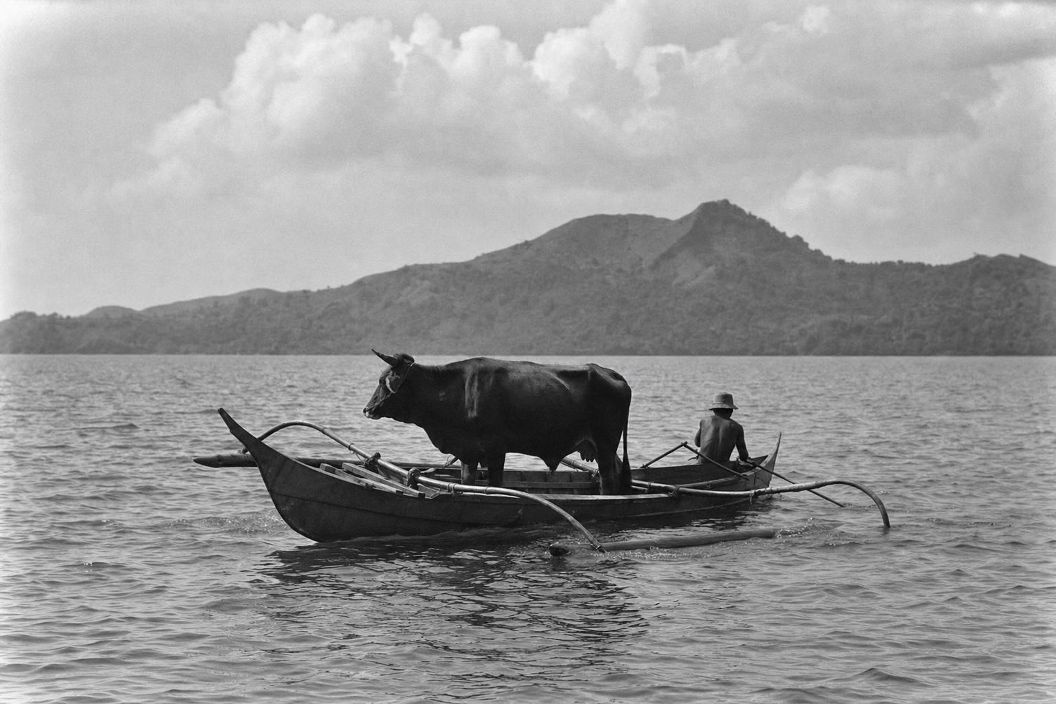Anna the cow arrives by banca
